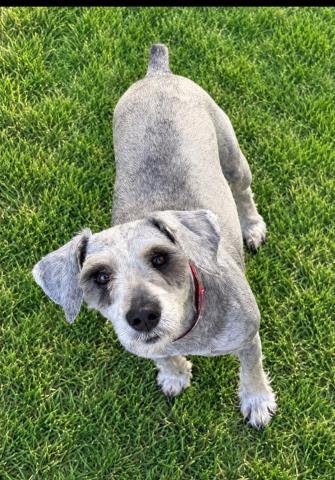 DUKE JR - Miniature Schnauzer available for adoption