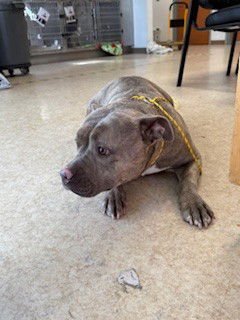 HARPER - Pit Bull Terrier available for adoption