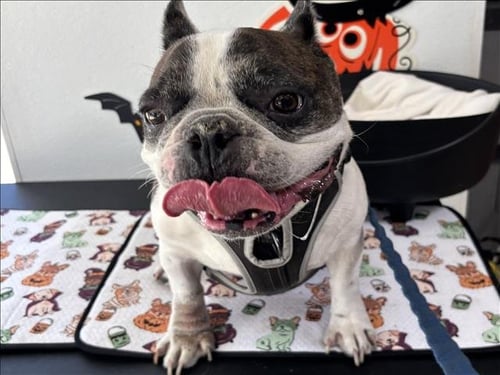 WAVY - French Bulldog available for adoption