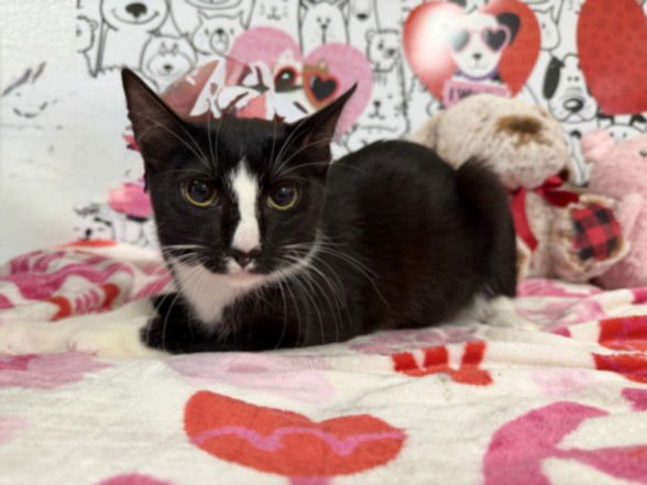 GILBERT - Domestic Short Hair available for adoption