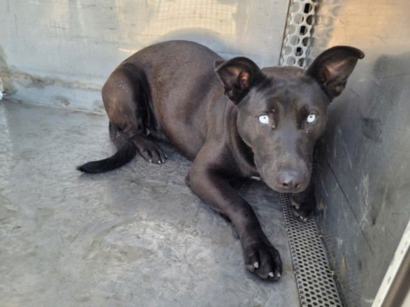 BLUE - German Shepherd Dog available for adoption