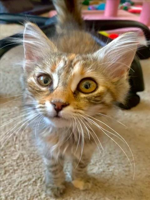 ROMY - Domestic Short Hair available for adoption