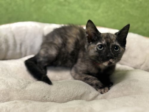 HANNA - Domestic Short Hair available for adoption