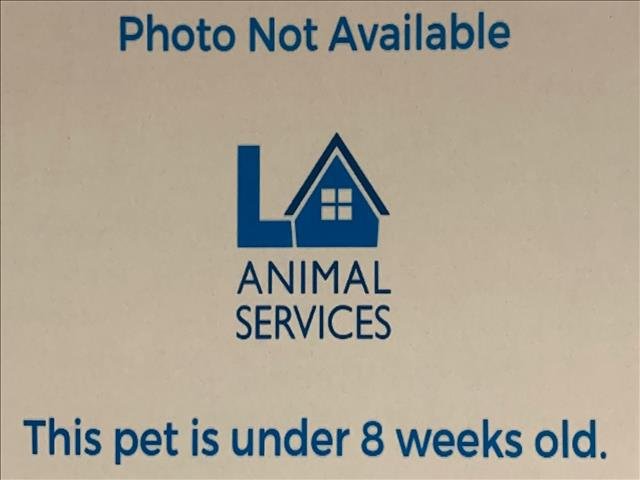 A2255933 - Domestic Short Hair available for adoption