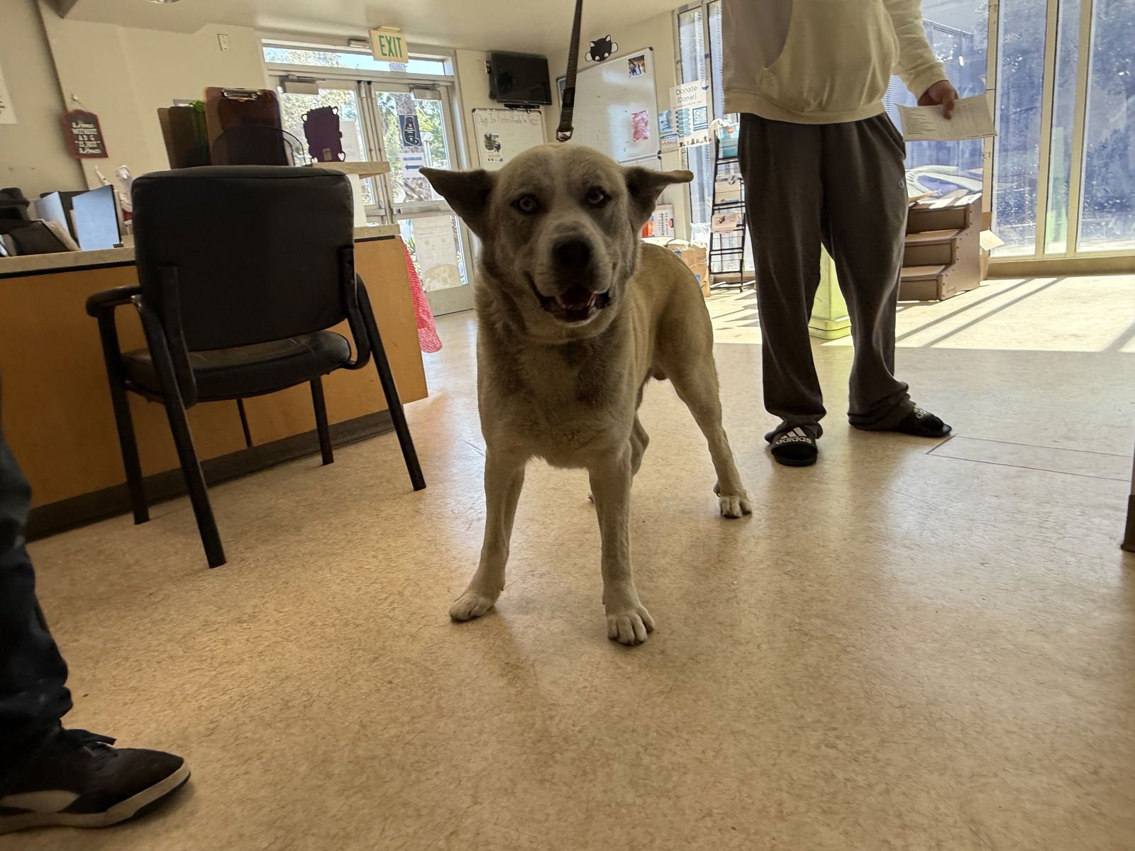 TACO - Siberian Husky available for adoption