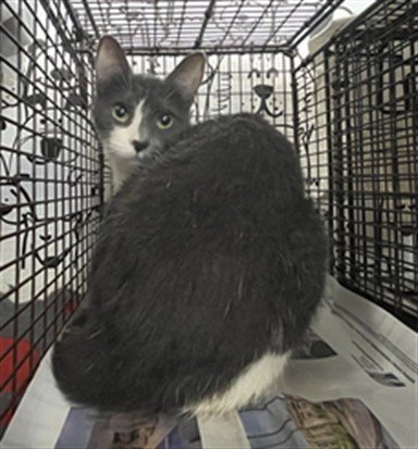 LADY - Domestic Medium Hair available for adoption