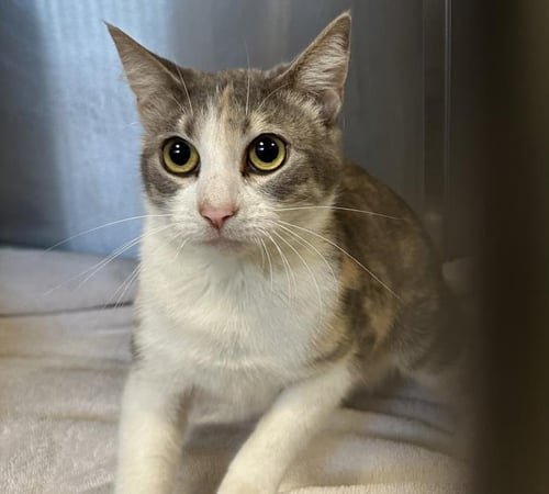 A2263131 - Domestic Short Hair available for adoption