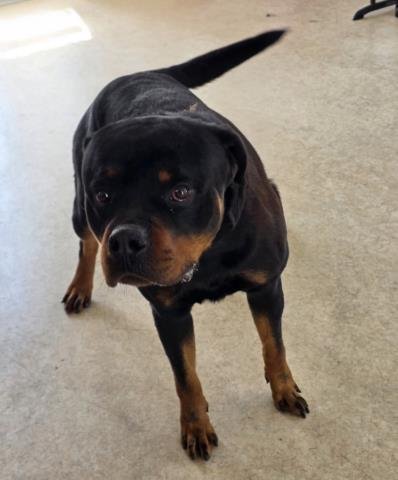 GRIZZLY - Rottweiler available for adoption