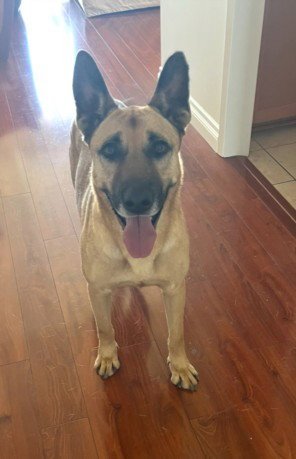CLYDE - German Shepherd Dog available for adoption