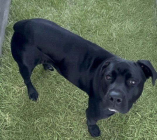 LAYA - Cane Corso Mastiff available for adoption