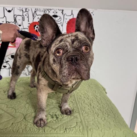 PEPPER - French Bulldog available for adoption