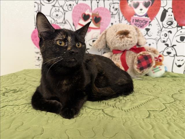 ATHENA - Domestic Short Hair available for adoption