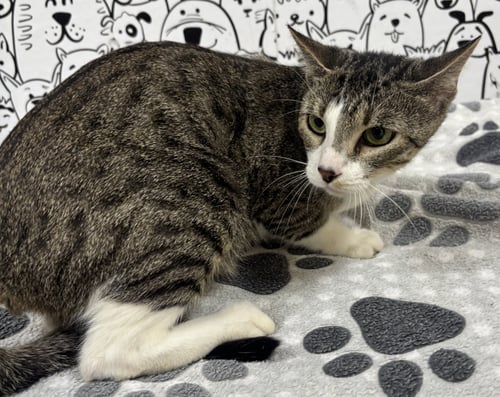 MAGGIE - Domestic Short Hair available for adoption