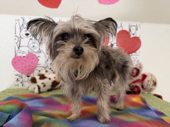 KIRBY - Yorkshire Terrier Yorkie available for adoption