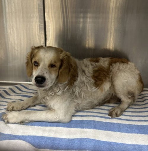 SAMMY - Cocker Spaniel available for adoption