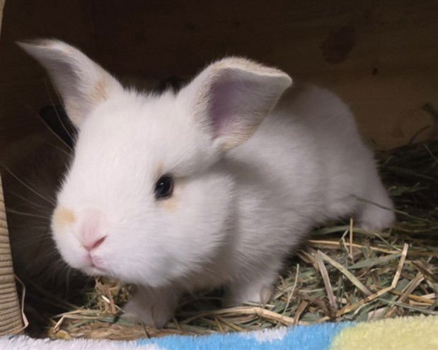 INKA - Shorthaired Rabbit available for adoption