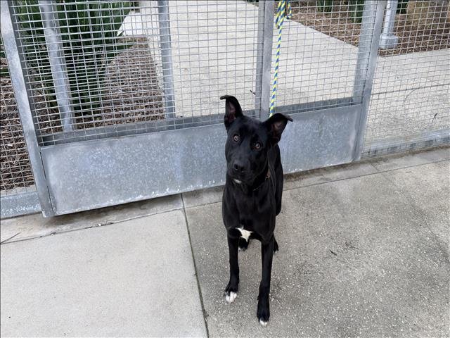 ZORRO - German Shepherd Dog / Labrador Retriever available for adoption