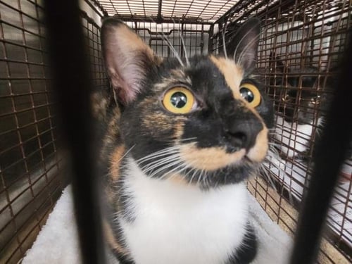 DELTA - Domestic Short Hair available for adoption