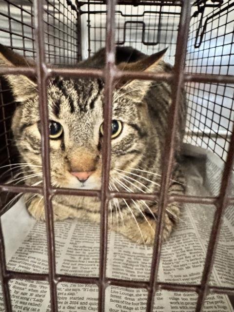 LUCKY - Domestic Short Hair available for adoption