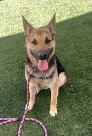 OSO - German Shepherd Dog available for adoption
