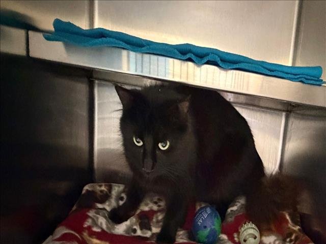 YOGI - Domestic Long Hair available for adoption