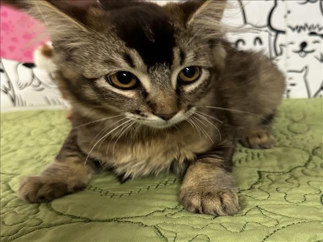 A2256063 - Domestic Medium Hair available for adoption