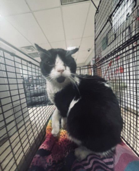 PONGO - Domestic Short Hair available for adoption