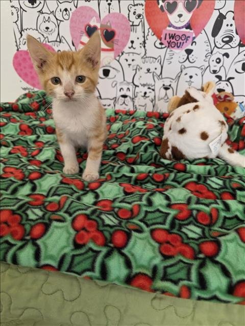 A2253143 - Domestic Short Hair available for adoption