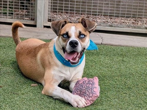 PEANUT - Boxer available for adoption