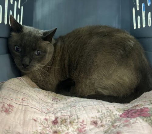 DONATELLO - Siamese available for adoption