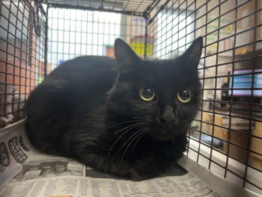 BELINDA - Domestic Medium Hair available for adoption