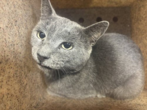 A2294844 - Domestic Short Hair available for adoption