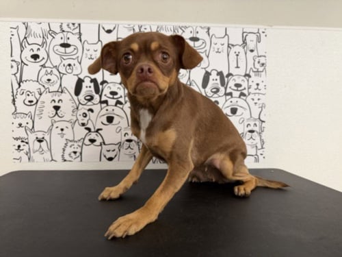 SANDY - Pug / Beagle available for adoption