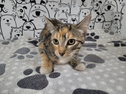 JEWEL - Domestic Short Hair available for adoption