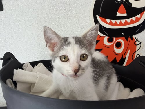 A2292489 - Domestic Short Hair available for adoption