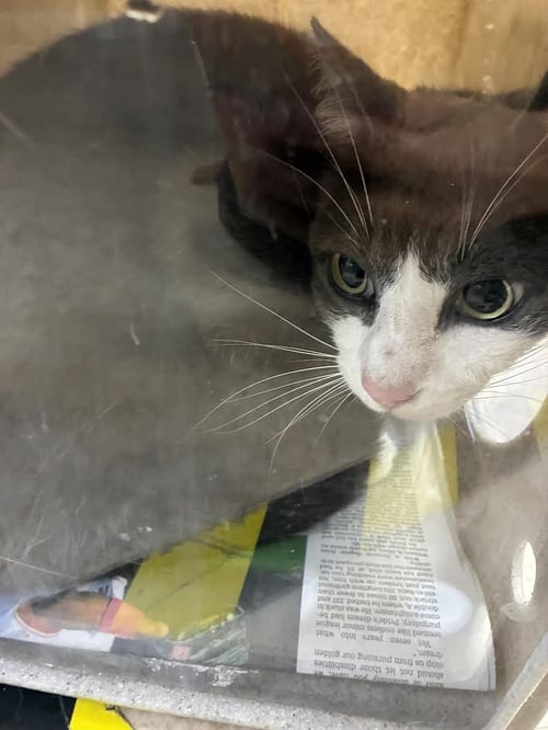 PEARL - Domestic Short Hair available for adoption