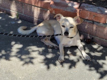 ORVILLE - Chihuahua available for adoption