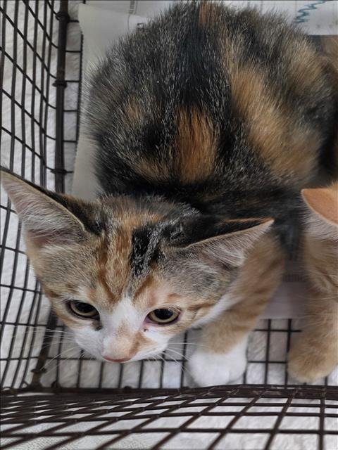 A2289584 - Domestic Short Hair available for adoption