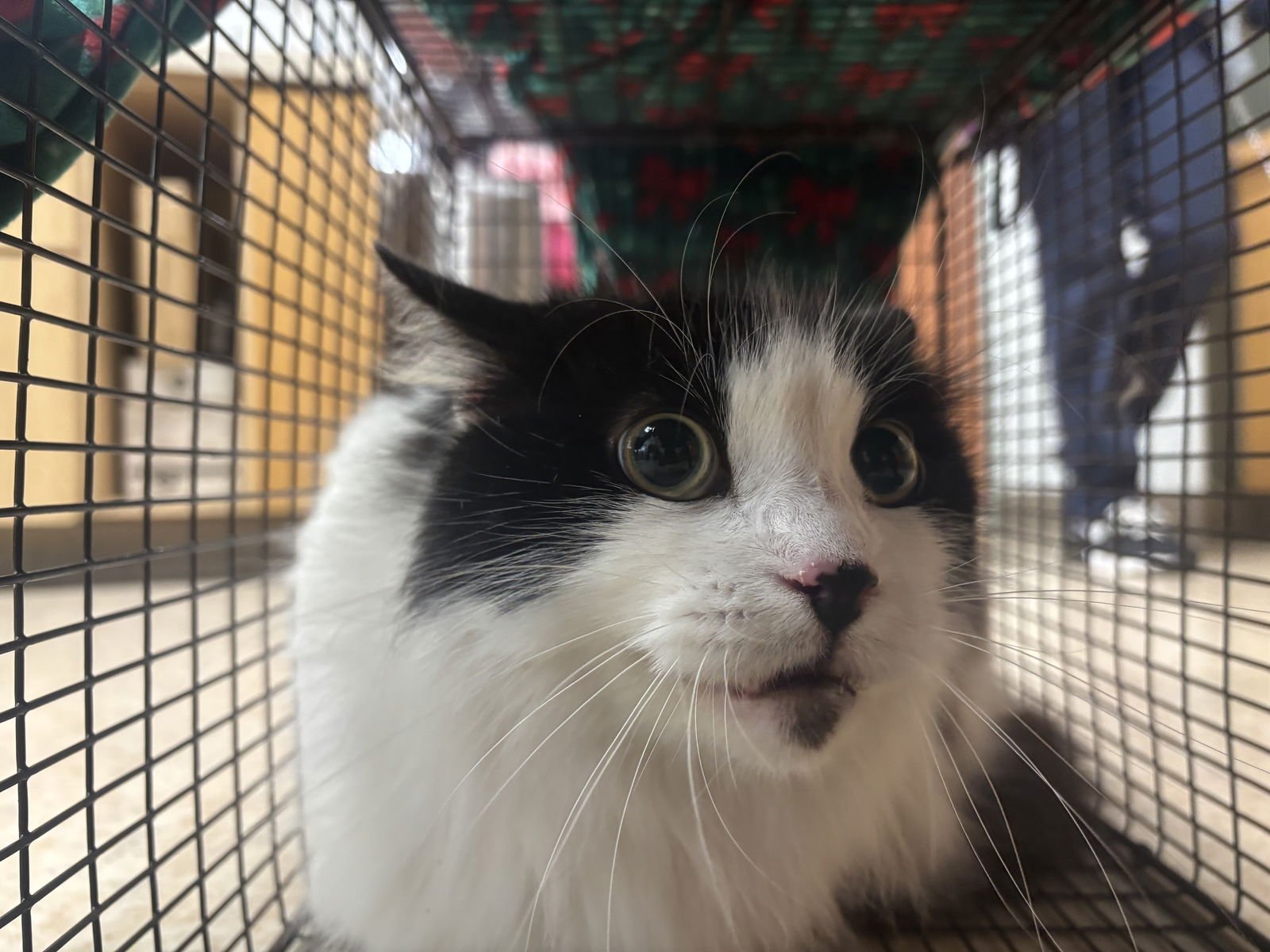 DREAMER - Domestic Short Hair available for adoption