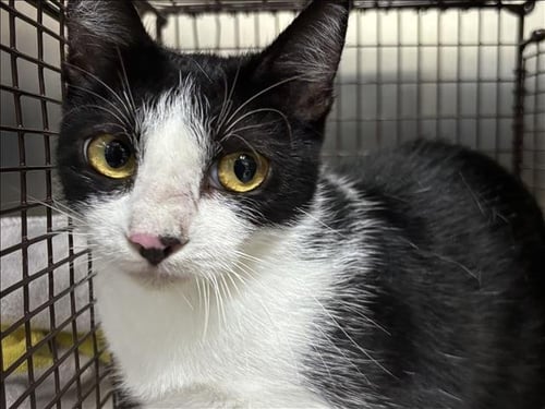 SKYWALKER - Domestic Short Hair available for adoption
