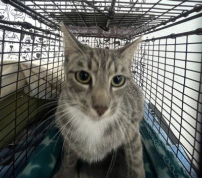 STARDUST - Domestic Short Hair available for adoption