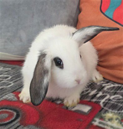 SMOKEY - Mini Lop available for adoption