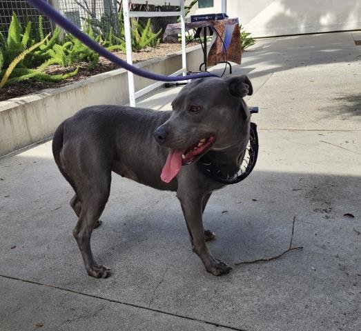 MASAKO - Pit Bull Terrier available for adoption