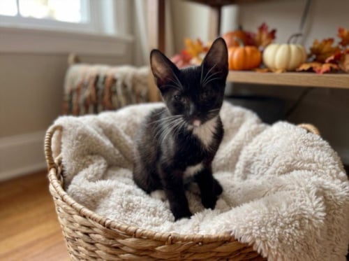 HAZELNUT - Domestic Short Hair available for adoption