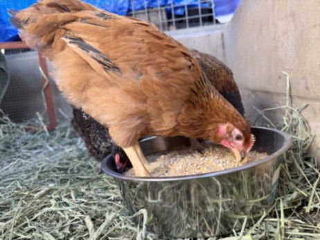 A2259404 - Chicken available for adoption