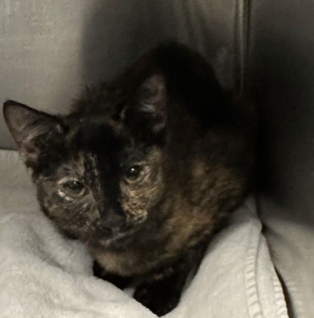 JUNIPER - Domestic Short Hair available for adoption