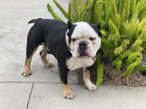 PANDA - English Bulldog available for adoption