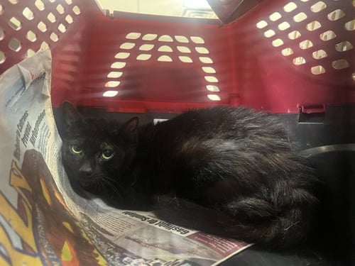 LITTLE BUB - Domestic Short Hair available for adoption