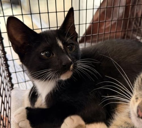 A2295112 - Domestic Short Hair available for adoption