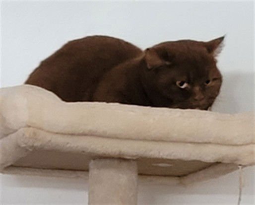 SAPHIRE - British Shorthair available for adoption